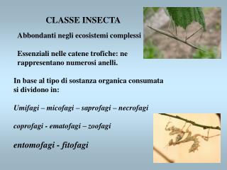 CLASSE INSECTA