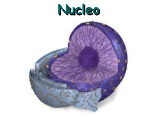 Nucleo