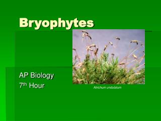 Bryophytes