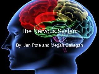 The Nervous System