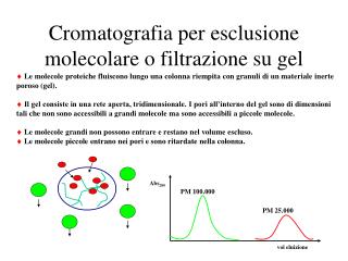 Cromatografia per esclusione molecolare o filtrazione su gel