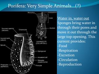 Porifera: Very Simple Animals...(?)
