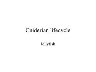 Cniderian lifecycle