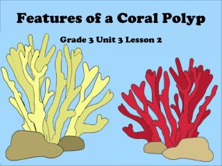 Features of a Coral Polyp