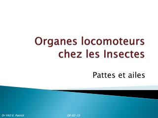 Organes locomoteurs chez les Insectes