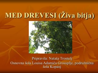 MED DREVESI (Živa bitja)