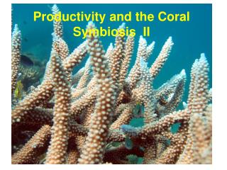 Productivity and the Coral Symbiosis II