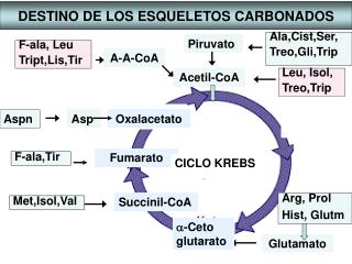 DESTINO DE LOS ESQUELETOS CARBONADOS