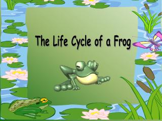 The Life Cycle of a Frog