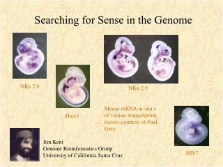 Searching for Sense in the Genome