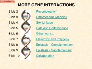 MORE GENE INTERACTIONS