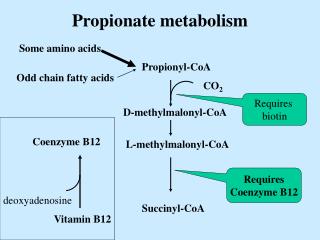 Propionate metabolism