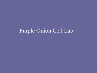 Purple Onion Cell Lab