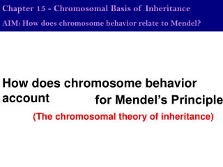 How does chromosome behavior account