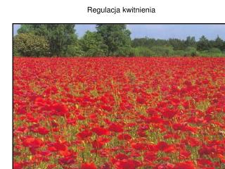 Regulacja kwitnienia