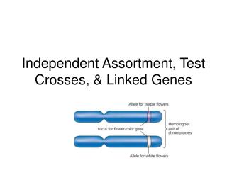 Independent Assortment, Test Crosses, &amp; Linked Genes