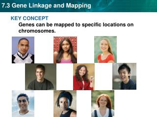 KEY CONCEPT Genes can be mapped to specific locations on chromosomes.