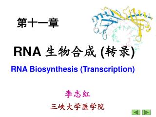 RNA Biosynthesis (Transcription)