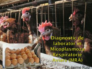 Diagnostic de laborator în Micoplasmoza Respiratorie Aviară (MRA)