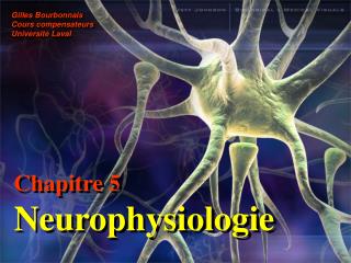 Chapitre 5 Neurophysiologie