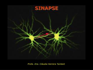 SINAPSE