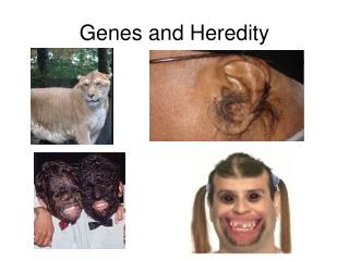 Genes and Heredity