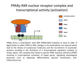 PPAR γ -RXR nuclear receptor complex and transcriptional activity (activation)