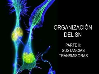 ORGANIZACIÓN DEL SN