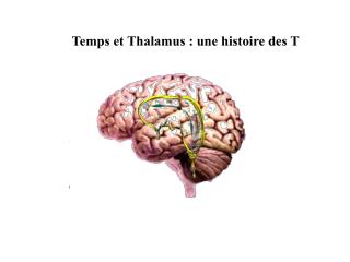 Temps et Thalamus : une histoire des T