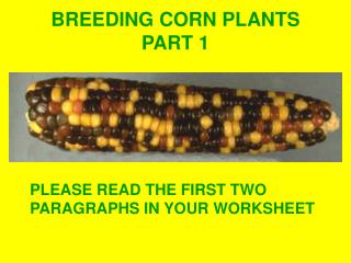 BREEDING CORN PLANTS PART 1