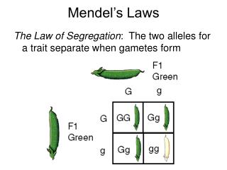 Mendel’s Laws
