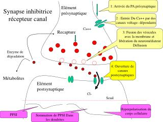Synapse inhibitrice récepteur canal