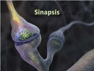 Sinapsis
