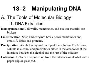 13–2	Manipulating DNA