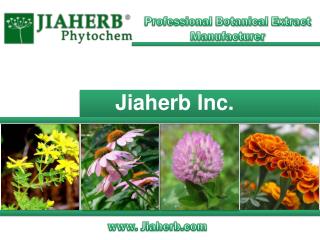 Professional Botanical Extract Manufacturer