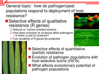 General topic: how do pathogen/pest populations respond to deployment of host resistance?