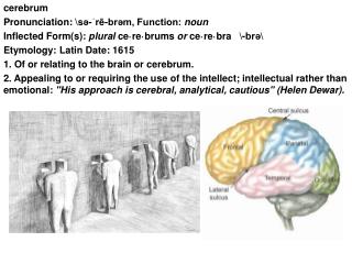 cerebrum Pronunciation: \sə-ˈrē-brəm, Function: noun