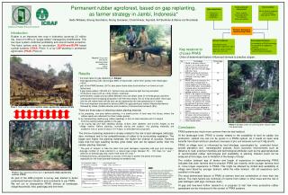 Permanent rubber agroforest, based on gap replanting, as farmer strategy in Jambi, Indonesia*