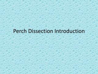 Perch Dissection Introduction