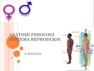 ANATOMI FISIOLOGI SYSTEMA REPRODUKSI