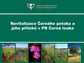 Revitalizace Černého potoka a jeho přítoků v PR Černá louka