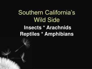 Southern California’s Wild Side Insects * Arachnids Reptiles * Amphibians