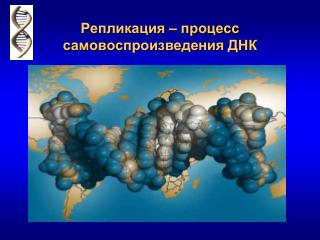 Репликация – процесс самовоспроизведения ДНК