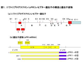 図１．ニワトリプロゲステロン（ｃＰＲ）レセプター遺伝子の構造と遺伝子産物