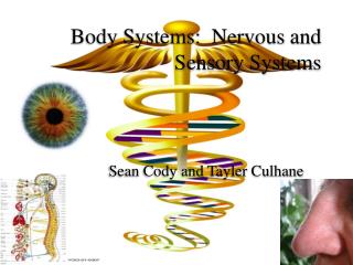 Body Systems: Nervous and Sensory Systems
