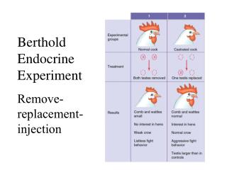 Berthold Endocrine Experiment Remove- replacement-injection