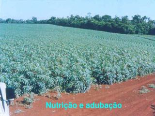 Nutrição e adubação