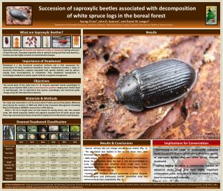 What are Saproxylic Beetles?