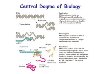 Central Dogma of Biology