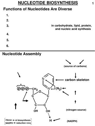 NUCLEOTIDE BIOSYNTHESIS